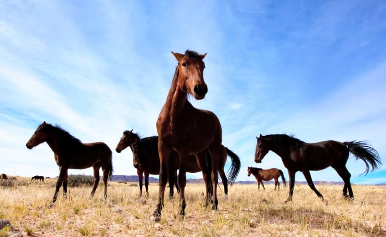 Le galop fascinant des chevaux sauvages (305 km)